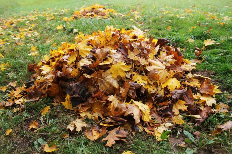 Leaf-covered Lawn Before Cleanup