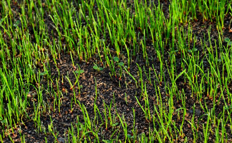 Fall Lawn Preparation